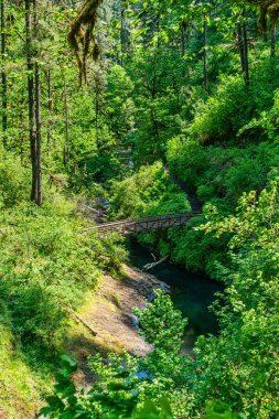 Oregon Silver Falls Eyalet Parkı 'ndaki Kanyon Patikası boyunca yürüyen bir köprü..