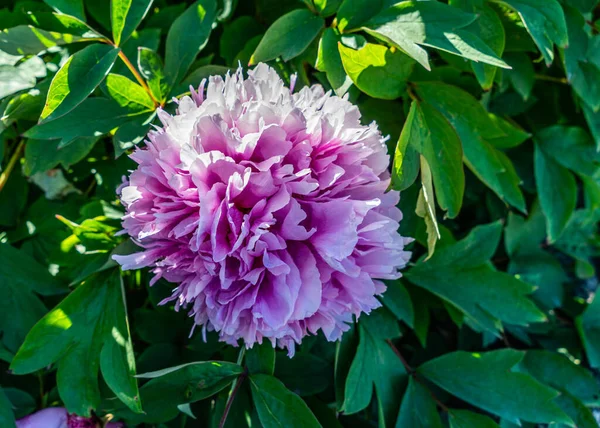 ワシントン州サウスシアトルの庭で紫色の花のクローズアップショット — ストック写真