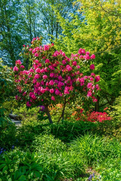 Grand Rhododendron Rouge Fleuri Dans Jardin Seatac Washington — Photo