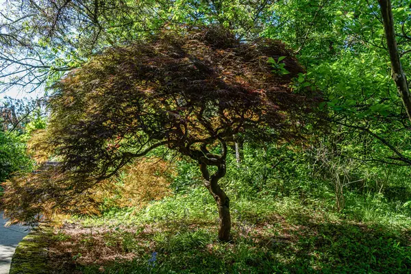 华盛顿西雅图一个花园的一棵日本枫树 — 图库照片
