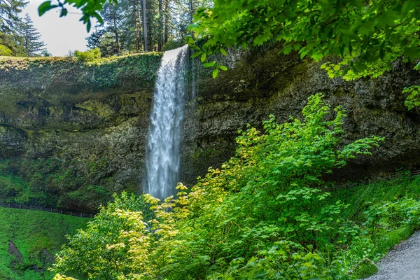 Slöja South Falls Bakom Buskar Vid Silver Falls State Park — Stockfoto