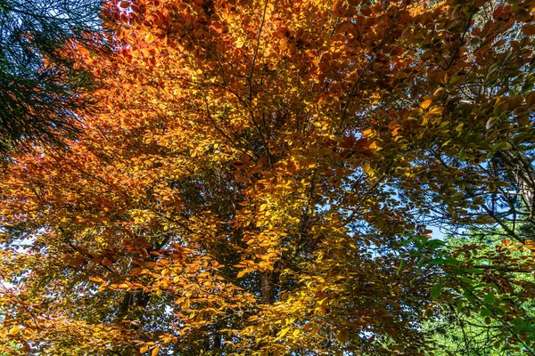 Złota Wiosna Liście Drzewach Ogrodzie South Seattle Waszyngton — Zdjęcie stockowe