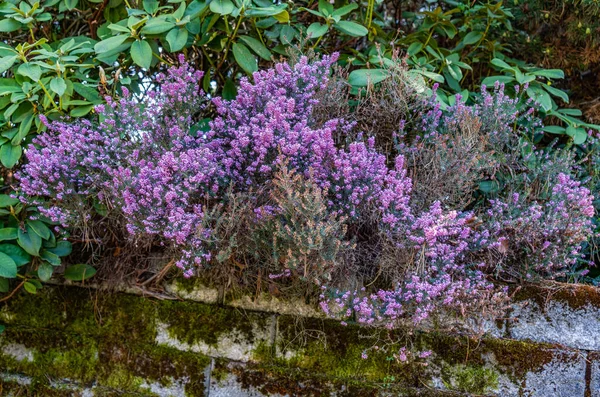 Μωβ Λουλούδια Ανθίζουν Έναν Τοίχο Έναν Κήπο Στο Νότιο Σιάτλ — Φωτογραφία Αρχείου