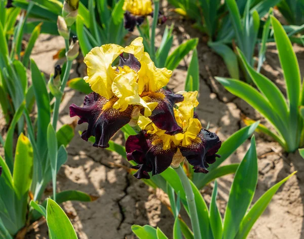 Primer Plano Una Flor Iris Amarilla Púrpura Salem Oregon — Foto de Stock