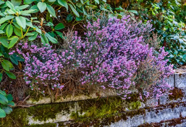 워싱턴주 사우스 시애틀의한 정원에 자주색 — 스톡 사진