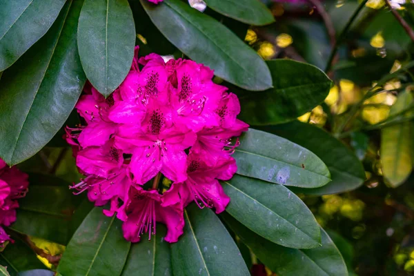 Photo Macro Une Fleur Rose Rhododendron Dans Jardin Seatac Washington — Photo