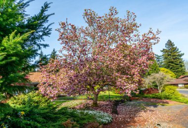 Burien, Washington 'da bir lale ağacını süsleyen çiçeklerin bolluğu.