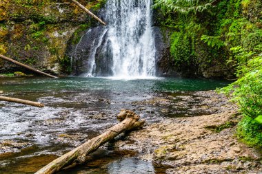 Burien, Washington 'da bir lale ağacını süsleyen çiçeklerin bolluğu.