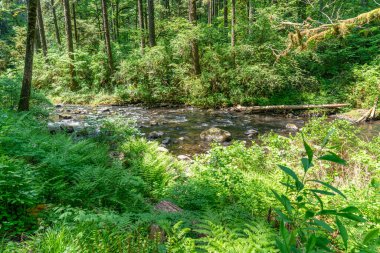 Burien, Washington 'da bir lale ağacını süsleyen çiçeklerin bolluğu.
