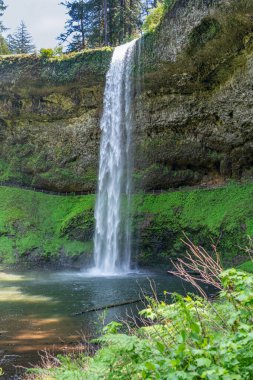 Burien, Washington 'da bir lale ağacını süsleyen çiçeklerin bolluğu.