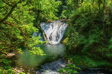Burien, Washington 'da bir lale ağacını süsleyen çiçeklerin bolluğu.