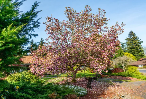 Eine Fülle Von Blüten Schmückt Einen Tulpenbaum Burien Washington — Stockfoto