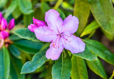 Seatac, Washington 'daki bir bahçede açık mor bir çiçeğin makro çekimi..