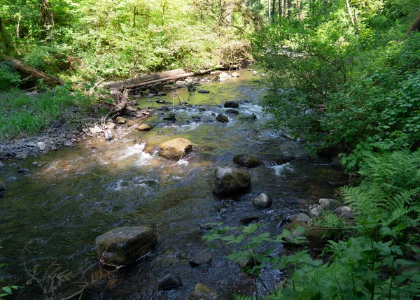 Uma Vista Silver Creek Uma Trilha Silver Falls State Park — Fotografia de Stock