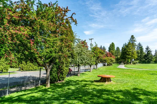 Una Vista Los Árboles Que Florecen Parque Ciudad Burein Washington Imagen De Stock