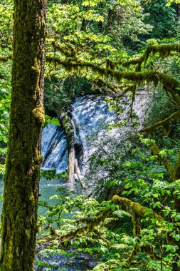 Drake Falls 'un Oregon' daki Silver Falls Eyalet Parkı 'ndaki manzarası.