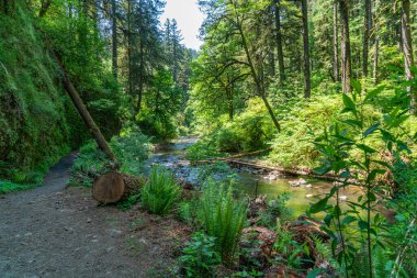 Oregon 'daki Silver Falls Eyalet Parkı' nda Silver Creek manzarası.