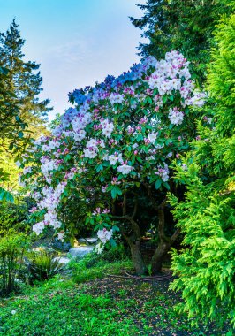 Seatac, Washington 'da bir bahçede çiçek açan büyük beyaz bir rhododendron..