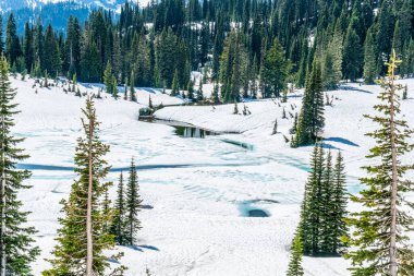 Washington 'daki Rainier Dağı yakınlarında buzlu bir gölün eteklerinde..