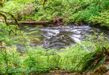 Oregon 'daki Silver Falls Eyalet Parkı' ndaki Silvr Creek 'in manzara fotoğrafı.