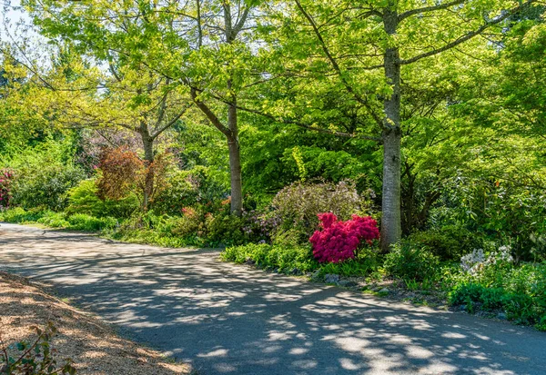 Kwiaty Drzewa Wytyczają Ścieżkę Ogrodzie Seatac Waszyngton — Zdjęcie stockowe