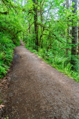 Oregon eyaletindeki Silver Falls Eyalet Parkı 'nda bir patika..