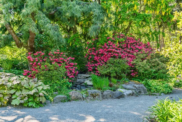 Flores Árboles Bordean Camino Jardín Seatac Washington — Foto de Stock