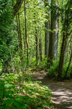 Kenmore, Washington 'daki St. Edward Eyalet Parkı' nda yürüyüş yolu..