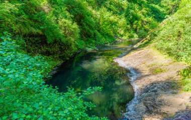 Oregon eyaletindeki Silver Falls Eyalet Parkı 'ndaki Silver Creek' in sularına ağaçlar yansıyor..