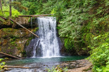 Oregon 'daki Silver Falls Eyalet Parkı' nda Notth Falls manzarası.