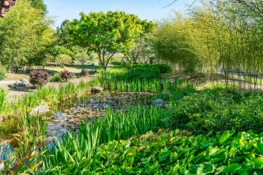 Seattle, Washington 'da bir Çin bahçesindeki gölet manzarası.