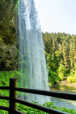 Oregon eyaletindeki Silver Falls Eyalet Parkı 'nda çağlayan sular var..