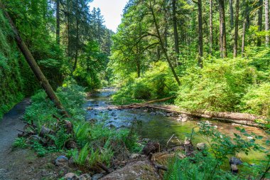 Bir yaya köprüsü Salem, Oregon 'da bir nehri kapsar..