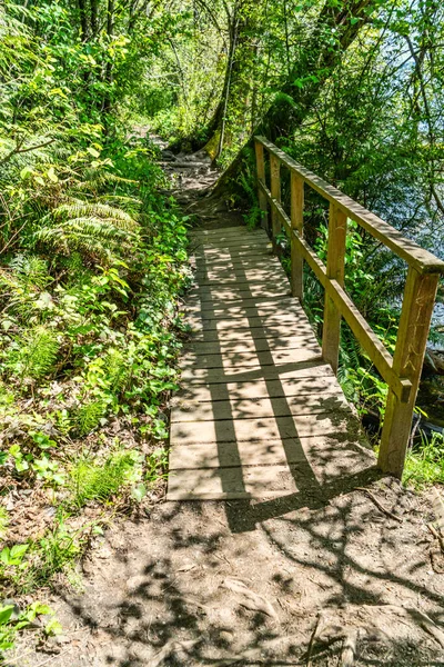 Hiking Trail Edward State Park Kenmore Washington — Stock Photo, Image