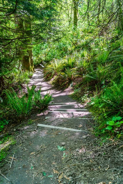 Ein Wanderweg Edward State Park Kenmore Washington — Stockfoto