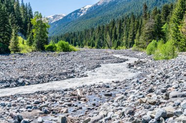 Washington 'daki Rainier Dağı' ndan akan Beyaz Nehir manzarası.