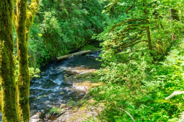 Oregon 'daki Silver Falls Eyalet Parkı' nda Silver Creek manzarası.