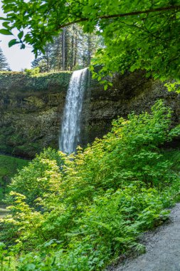 Oregon 'daki Silver Falls Eyalet Parkı' nda çalıların arkasında bir Güney Şelalesi veiw 'i..