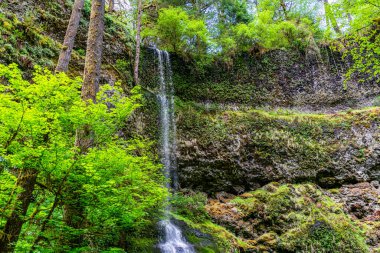 Oregeon State 'deki Silver Falls Eyalet Parkı' nda Twin Falls 'un manzara çekimi.