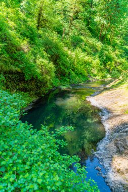 Oregon eyaletindeki Silver Falls Eyalet Parkı 'ndaki Silver Creek' in sularına ağaçlar yansıyor..