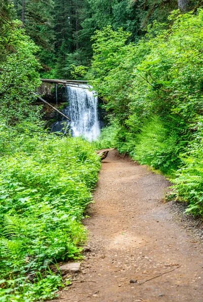 Toprak bir iz, Oregon 'daki Silver Falls Eyalet Parkı' ndaki Yukarı North Falls 'a çıkıyor..