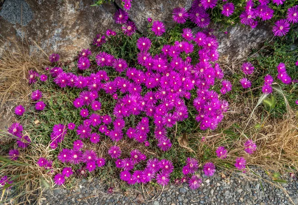 华盛顿西西雅图紫色花朵的背景图 — 图库照片