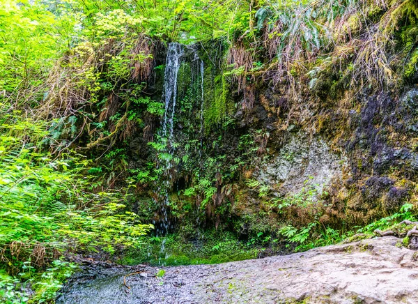 Piccolo Paesaggio Cascata Girato Silver Falls State Park Oregon State — Foto Stock