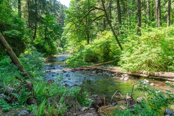 Oregon 'daki Silver Falls Eyalet Parkı' nda Silver Creek manzarası.