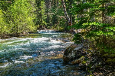 Washington 'daki Chninook Geçidi boyunca kristal berrak bir dere manzarası..