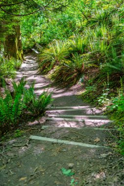 Kenmore, Washington 'daki St. Edward Eyalet Parkı' nda yürüyüş yolu..