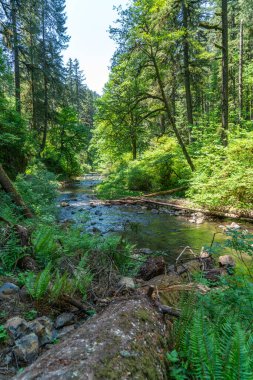 Oregon 'daki Silver Falls Eyalet Parkı' nda Silver Creek manzarası.
