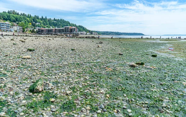 Uma Vista Costa Oeste Seattle Com Uma Maré Baixa Extrema — Fotografia de Stock