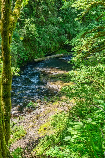 オレゴン州のシルバーフォールズ州立公園のトレイルのためのシルバークリークの景色 — ストック写真