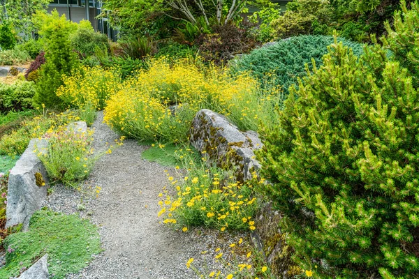 Яскраво Жовті Квіти Розквітають Саду Белвю Штат Вашингтон — стокове фото